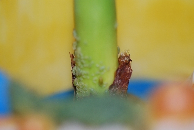 DSC_3875.JPG
